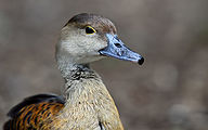 Lesser whistling duck (Dendrocygna javanica)